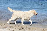 LABRADOR 587